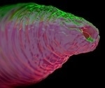 University of Utah researchers knock out genes in nematode worms
