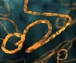 Ebola virus vaccines for humans