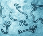 Researchers discover NPC1 protein as crucial for Ebola virus to enter host cells