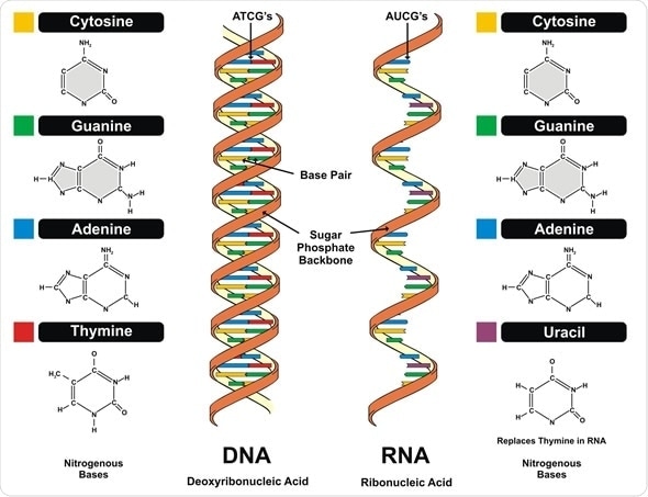 DNA and RNA structure