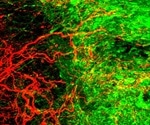 Researchers successfully use stem cells to promote nerve fibre regeneration after spinal cord injuries