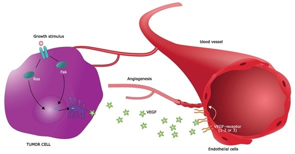 Mechanism of survival and growth of a cancer cell: angiogenesis