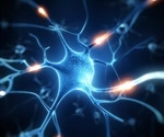 Researchers discover a new way to prevent brain nerve cells from deteriorating after injury