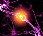 Study investigates how neurons construct synapses of different strengths