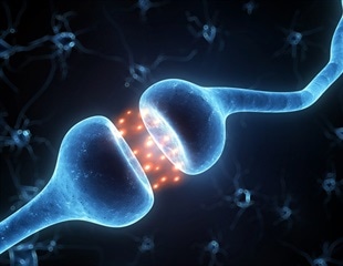 Research reveals the function of a little-understood junction between brain cells