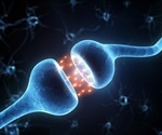 Researchers discover rhythmic changes in synapse numbers regulate sleep cycles