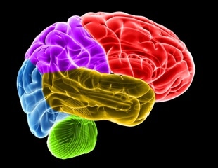 Thalamus plays crucial role in adult brain plasticity, study shows