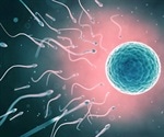Researchers study reproductive stage that remains most mysterious