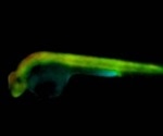 Scientists visualize apoptosis in live zebrafish using FLIM OPT method