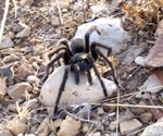 Tarantula venom could help provide relief for patients suffering from Irritable Bowel Syndrome