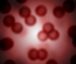 Researchers determine the sequence in which the malaria parasite disperses from the red blood cells it infects