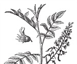 Balsam of Peru Allergy