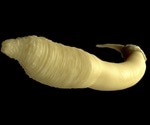 University of Utah researchers knock out genes in nematode worms