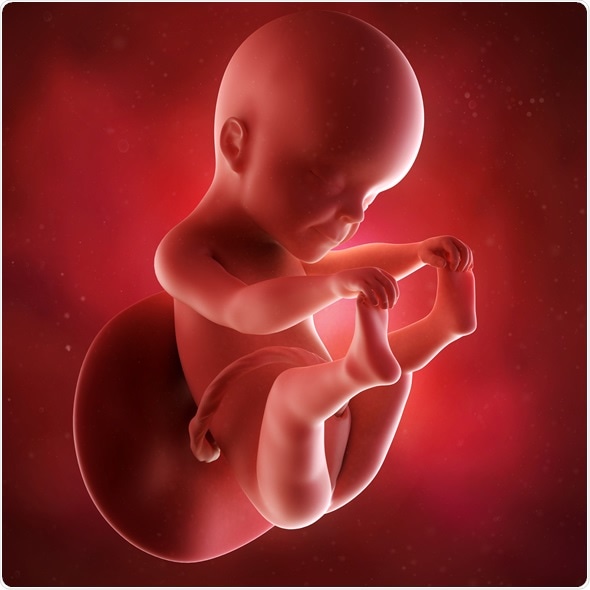 Medical accurate 3d illustration of a fetus week 25. Image Copyright: Sebastian Kaulitzki
