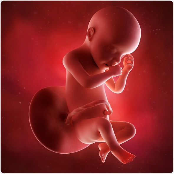 Medical accurate 3d illustration of a fetus week 30. Image Copyright: Sebastian Kaulitzki / Shutterstock