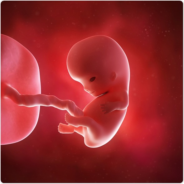 Medical accurate 3d illustration of a fetus week 9. Image Copyright: Sebastian Kaulitzki / Shutterstock
