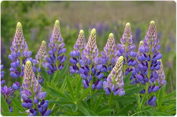 Fresh lupine close up blooming in spring