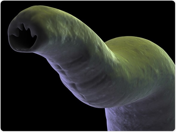 Hook worm - Image Copyright: Sebastian Kaulitzki / Shutterstock