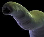Hookworm Infections in Humans