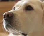 The scent dogs smell on diabetics’ breath could offer key to new tests