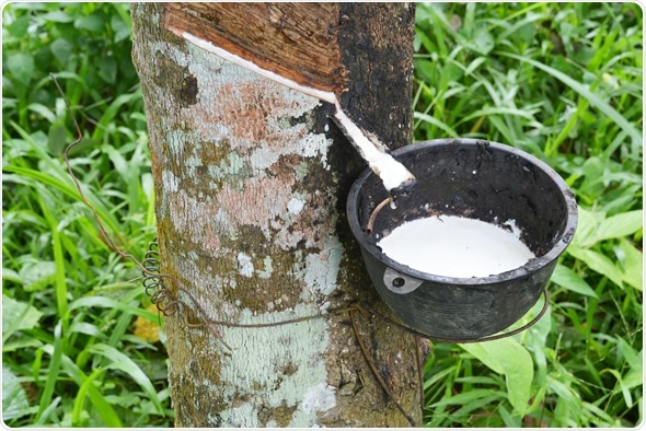 Rubber milk in the bowl from rubber tree. Image Copyright: 4691 / Shutterstock