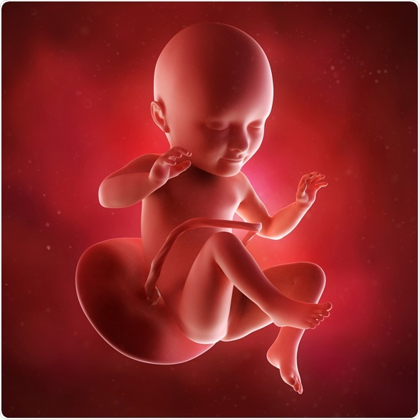 Medical accurate 3d illustration of a fetus week 34. Image Copyright: Sebastian Kaulitzki / Shutterstock