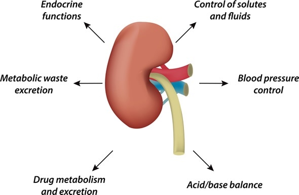 The Functions of the Kidney: Image Copyright: joshya / Shutterstock