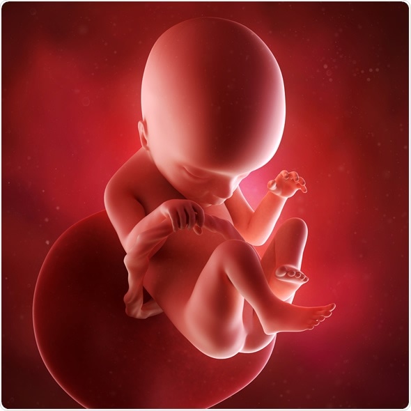 Medical accurate 3d illustration of a fetus week 18. Image Copyright: Sebastian Kaulitzki / Shutterstock