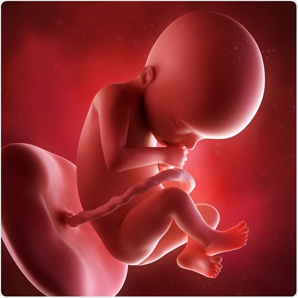 Medical accurate 3d illustration of a fetus week 22. Image Copyright: Sebastian Kaulitzki / Shutterstock
