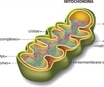 What are Mitochondria?