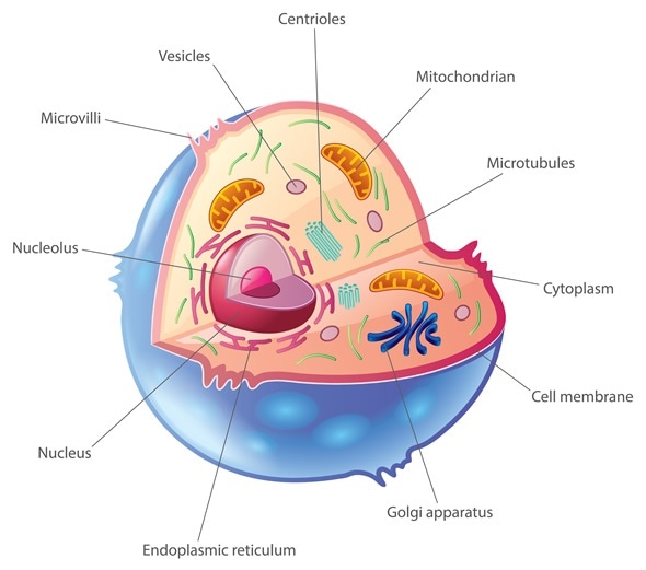 Animal cell with Organelles