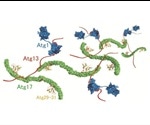 Researchers reveal molecular mechanism of autophagy initiation
