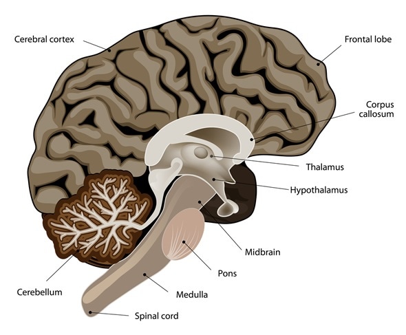 Vertical section of a human brain. showing the medulla, pons, cerebellum, hypothalamus, thalamus, midbrain. Image Copyright: Designua / Shutterstock