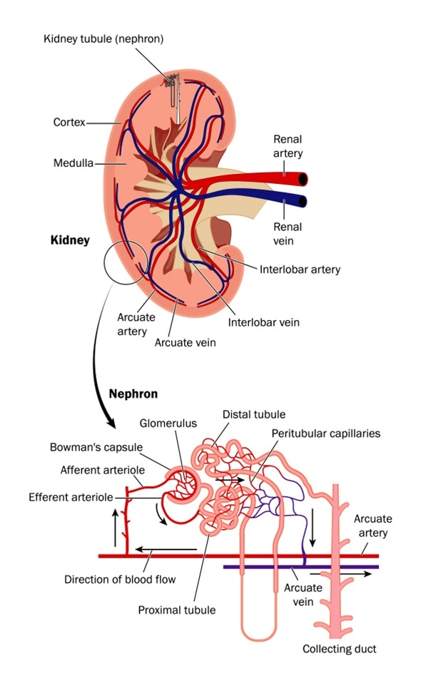 Cross section of kidney and diagram of nephron - Image Copyright: Blamb / Shutterstock