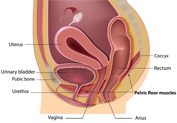 Female pelvic floor labeled - Image Copyright: Alila Medical Media / Shutterstock