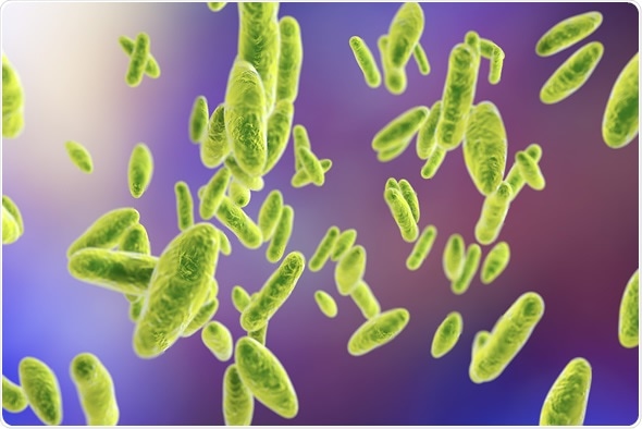 Brucella bacteria, 3D illustration. Gram-negative pleomorphic bacteria which cause brucellosis in cattle and humans and are transmitted to man by direct contact with ill animal or by contaminated milk - Image Copyright: Kateryna Kon / Shutterstock