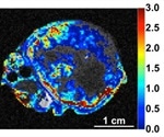 University of Arizona could contribute to improved tumor assessment with preclinical PET scanner for simultaneous PET/MRI