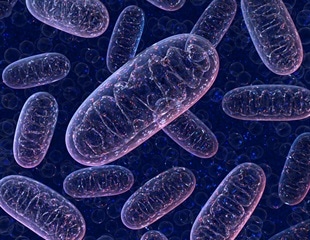 Study discovers epigenetic regulator's critical role in mitochondrial metabolism