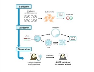 Researchers develop first non-human primate X-SCID models using genome editing techniques