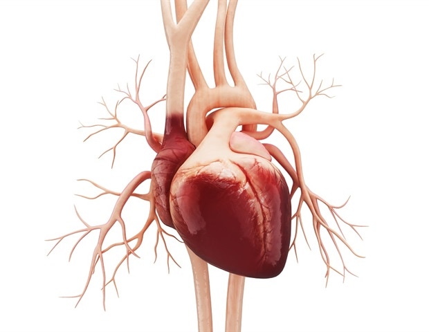 Postmenopausal women with clogged arteries at higher risk of heart attacks than similar-aged men