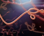 Groundbreaking research could lead to a simple, inexpensive test for Ebola virus