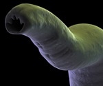 UQ-developed oral vaccine marks a leap forward in the battle against hookworm infections