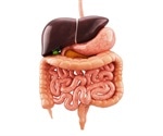 Johns Hopkins study shows that healthy adult gut loses and regenerates nerve cells