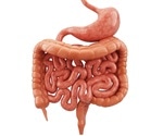 Chronic inflammation associated with IBD disrupts tissue structure of the colon, study finds