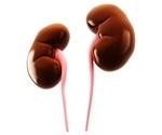 Rapamycin (sirolimus) may be effective in treating kidney disease