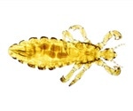 Scientists discover weakness of human louse
