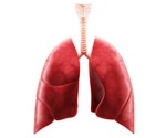 Coronavirus buildup in the lungs is likely behind high mortality rates