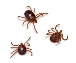 Exploring how Bourbon virus-carrying ticks travel through wildlife and to people