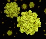 Researchers examine norovirus gastroenteritis