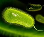 Researchers reveal that Helicobacter pylori infection can lead to gastric cancer
